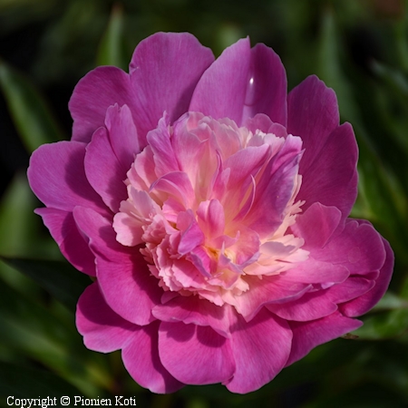 Paeonia lactiflora 'Santa Fe'